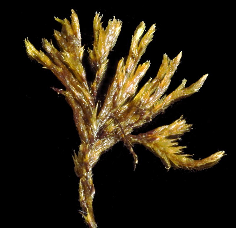 Orthothecium strictum